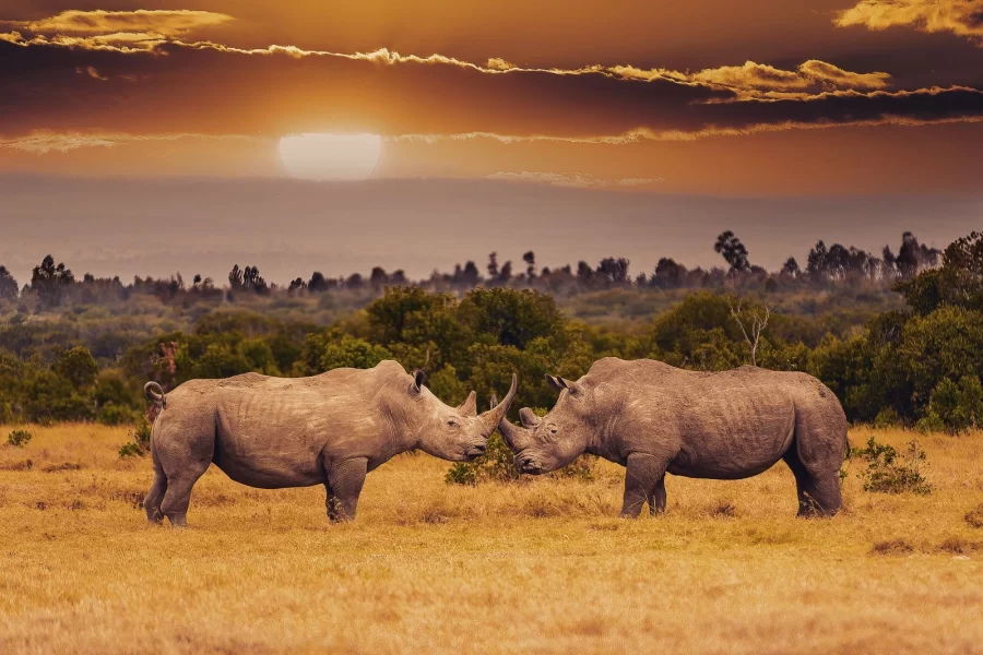 Big Five Safari