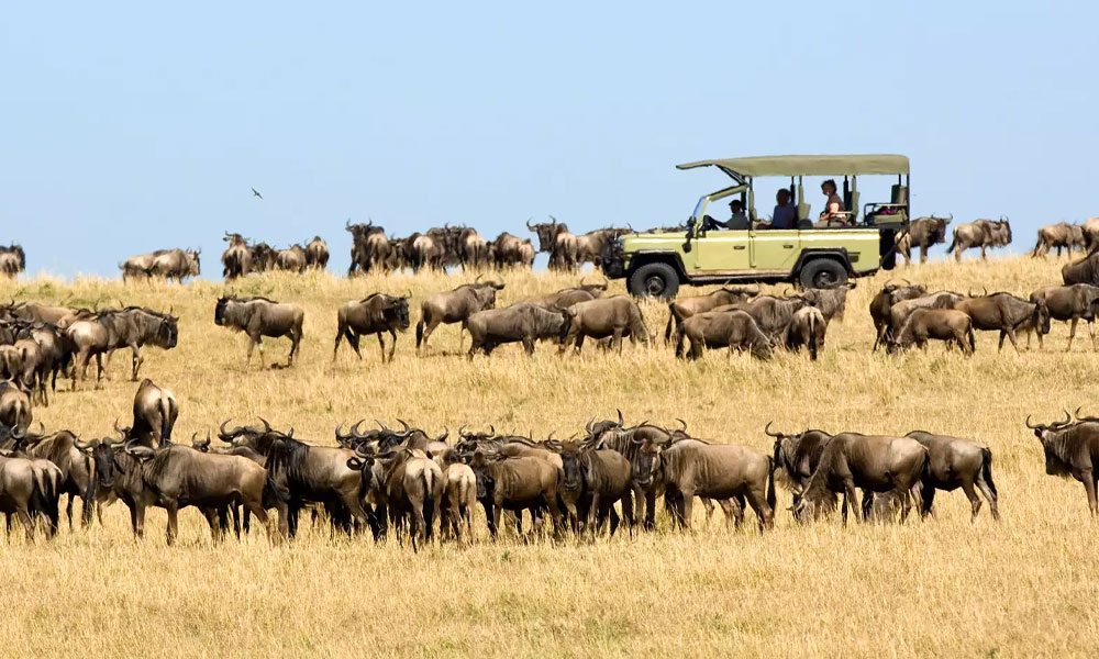 Wildebeest Migration In Kenya