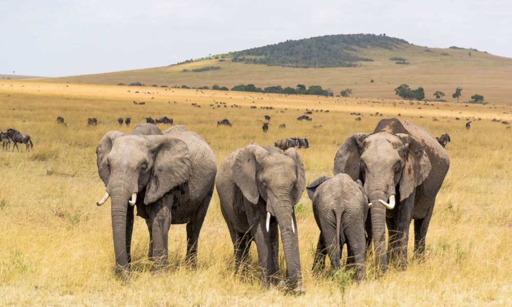 Kenya Safari Destination