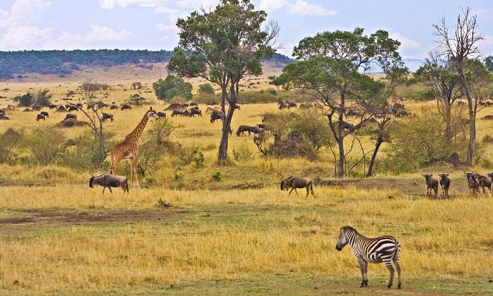 Game Drive Safari In Kenya