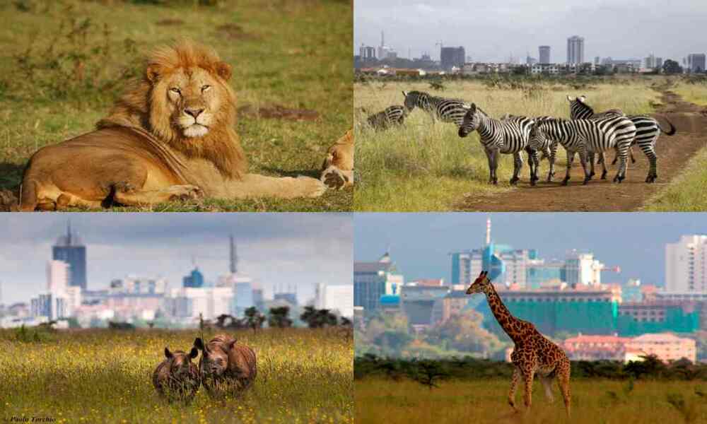 Wildlife of Nairobi National Park