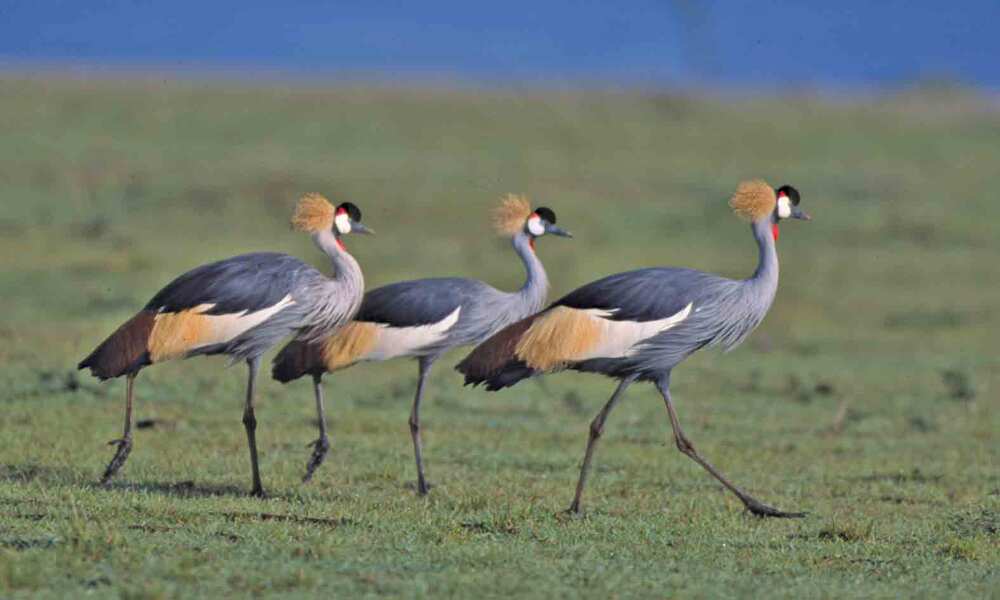 Nairobi National Park Bird