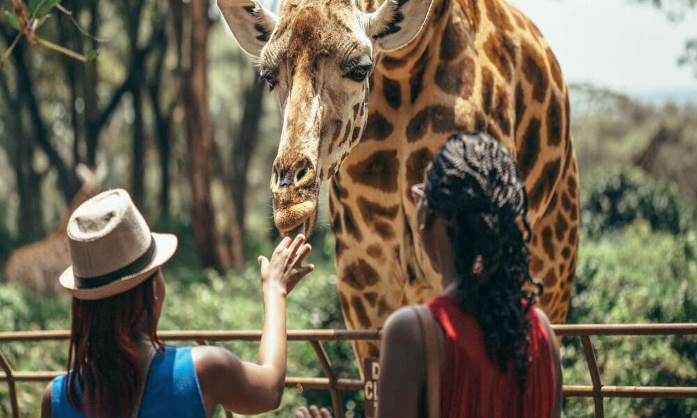 Things To Do In Nairobi National Park