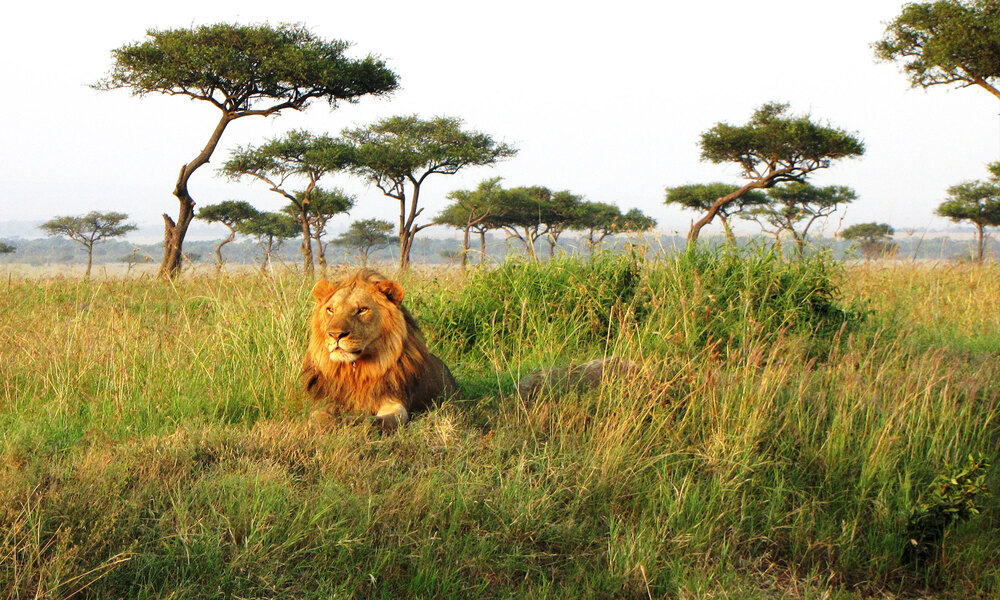 Best Time To Visit Nairobi National Park