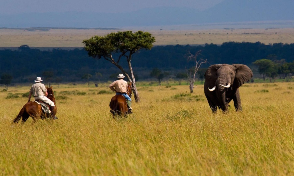 Kenya Safari Tour