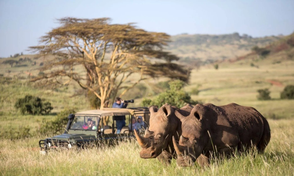 Wildlife Safaris In Kenya