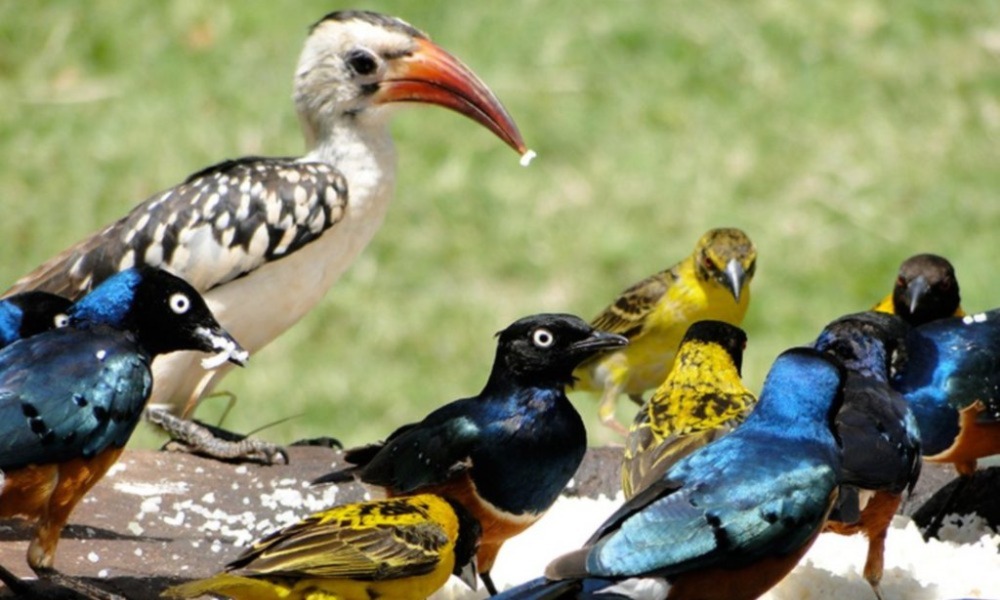 Birdwatching Safaris In Kenya