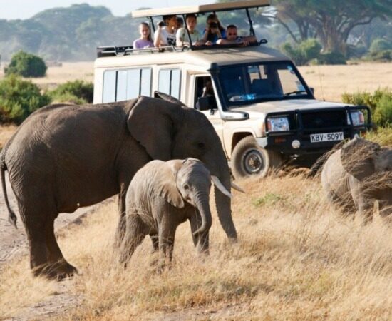 Kenya Safaris Tours