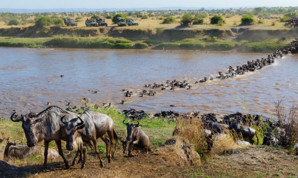 Great Migration Safari Masai Mara