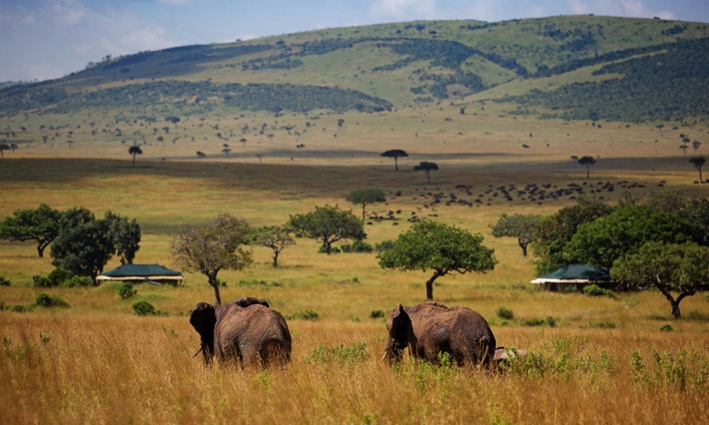 Masai Mara Safari FAQ