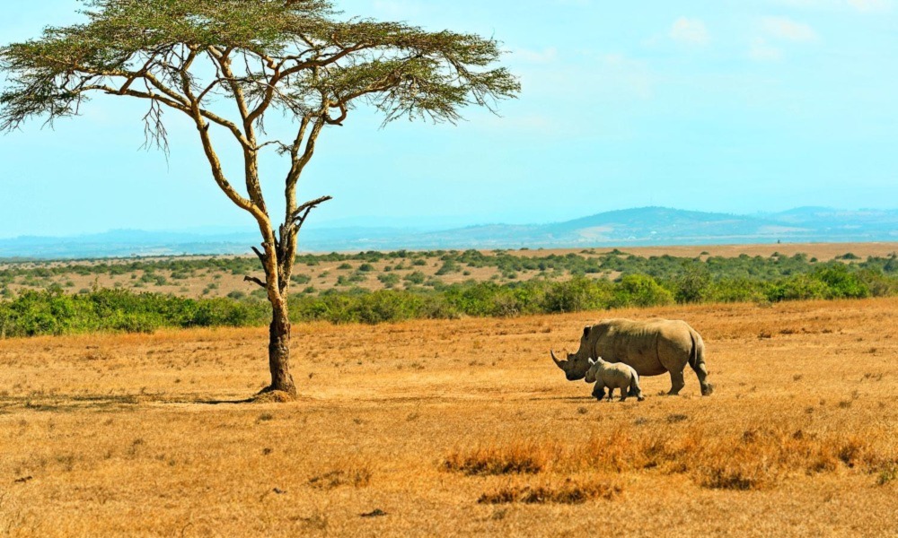 Wildlife Safari in Kenya