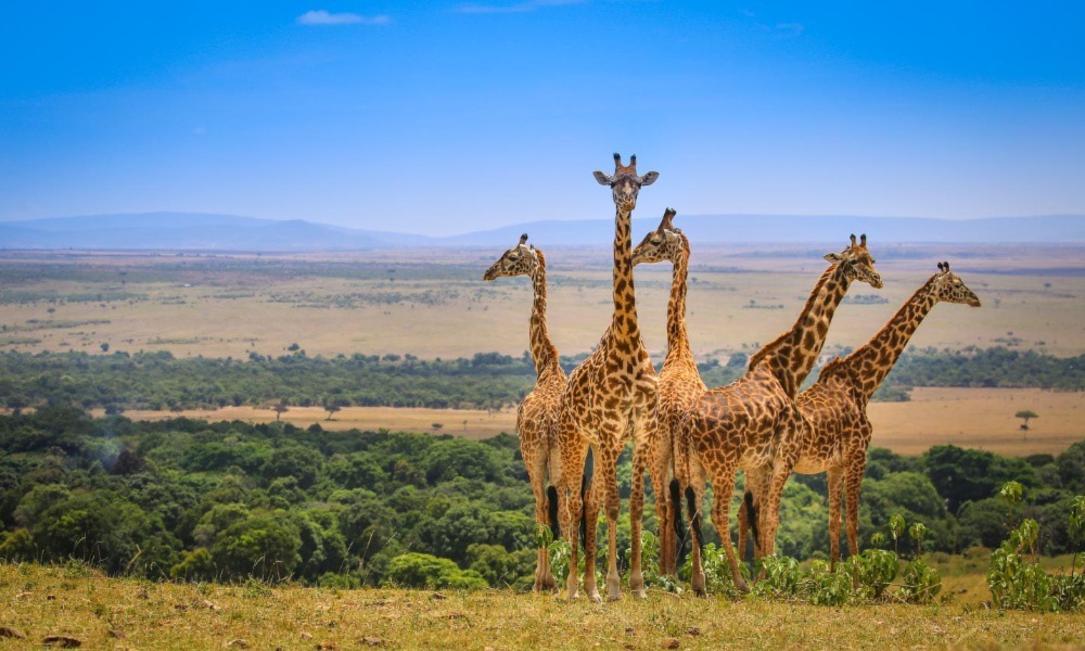safari kenya saison
