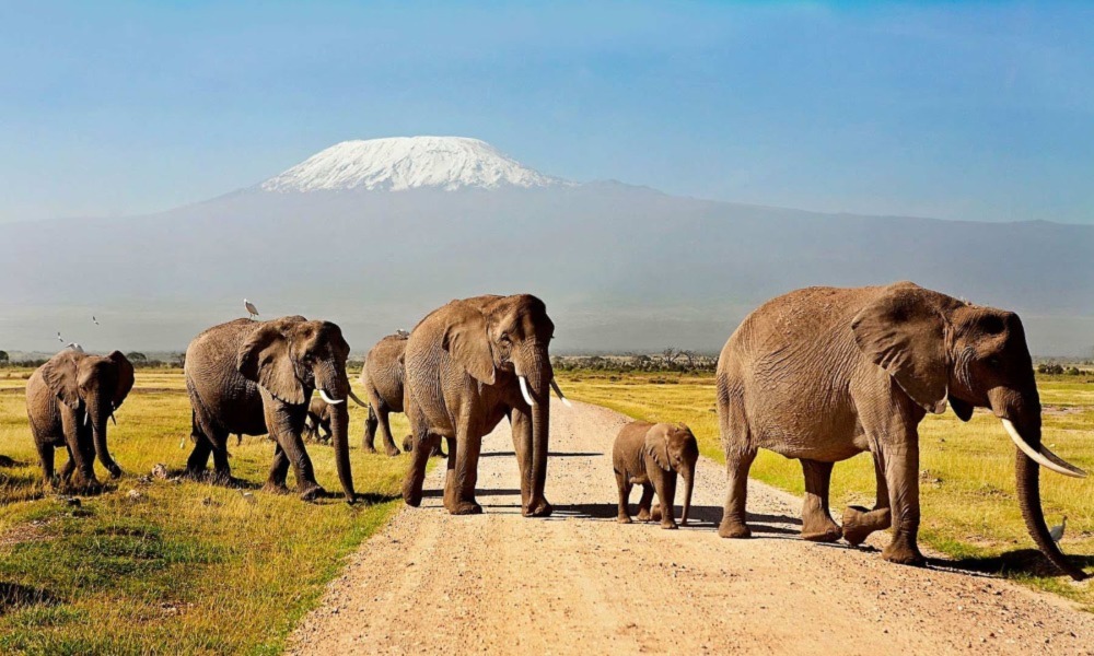 Safari Experiences in Kenya