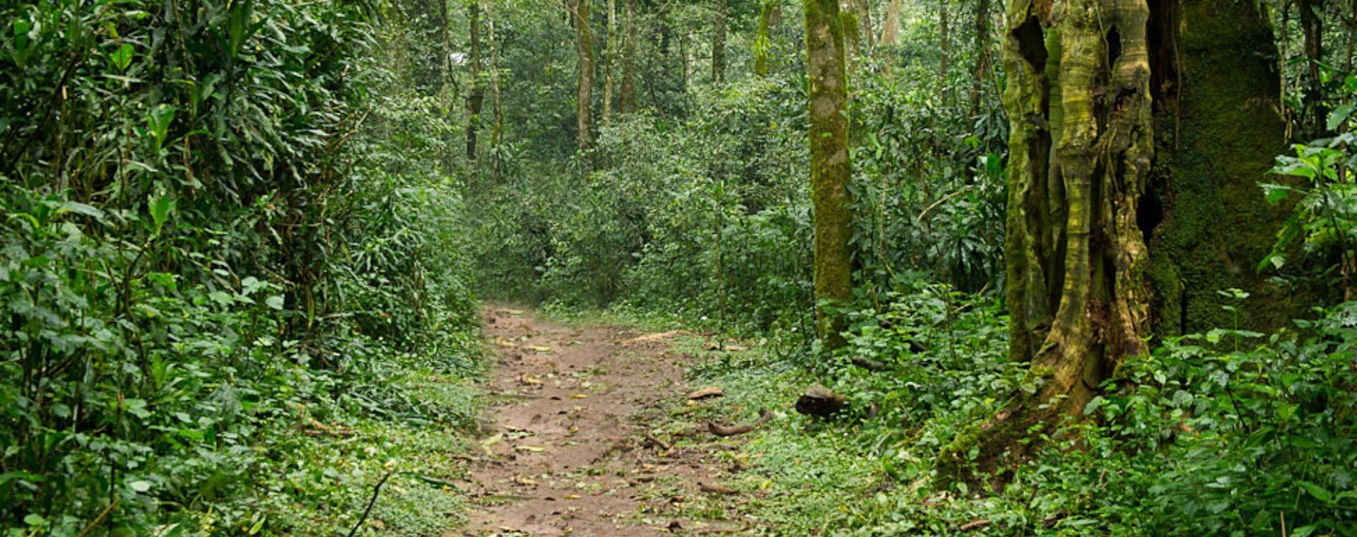 Kakamega Forest 