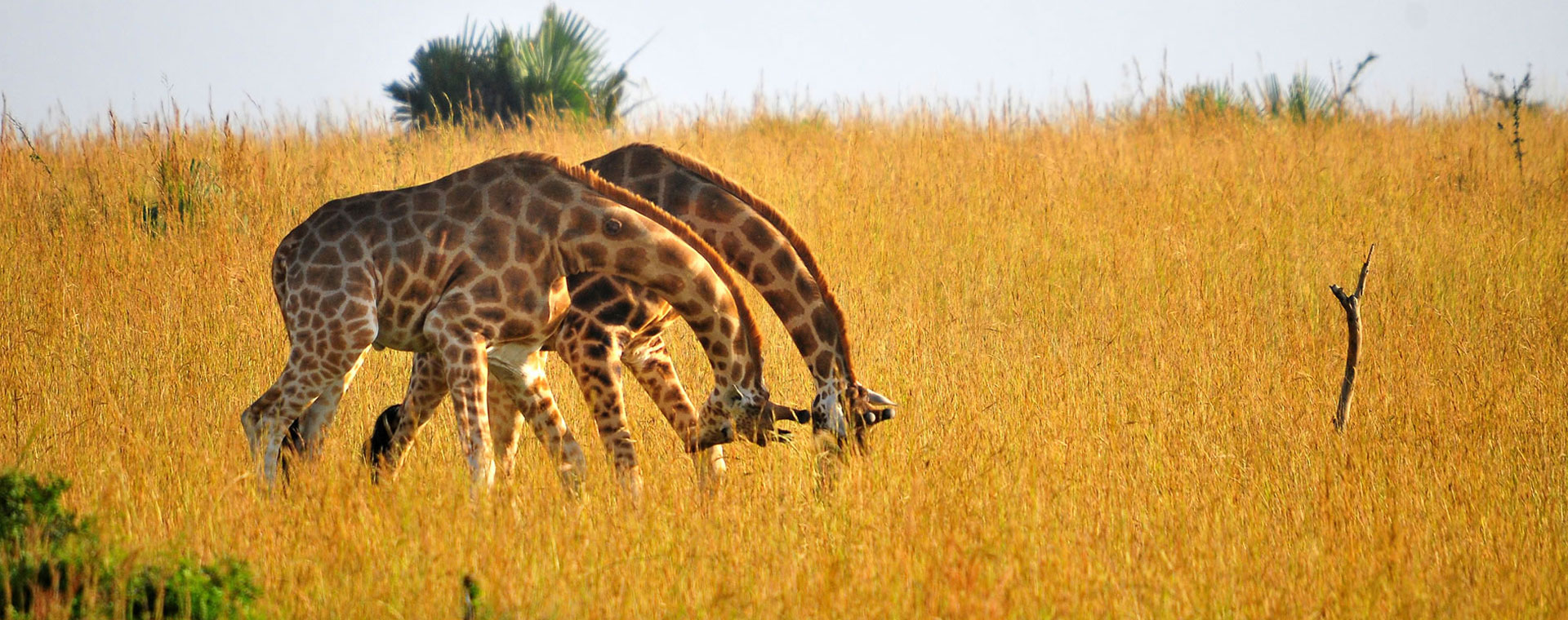 Kidepo Valley National Park 
