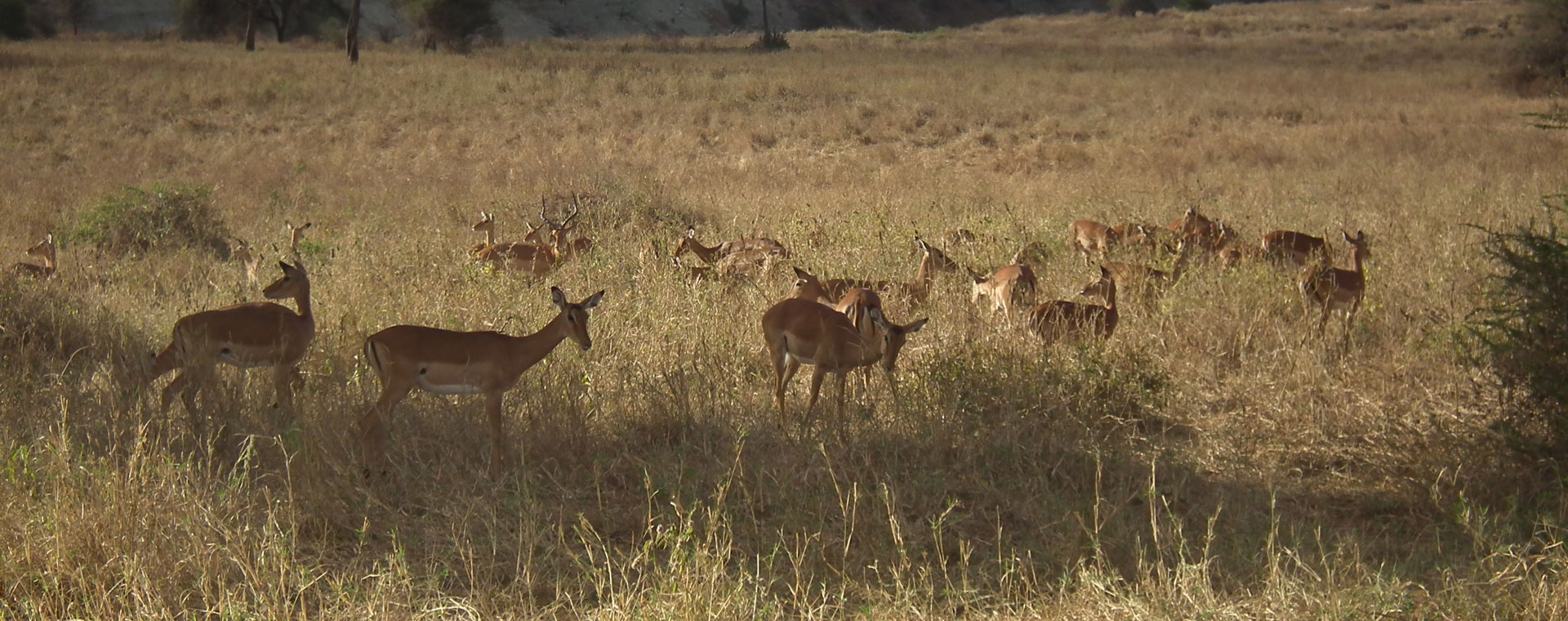 Kisumu Impala Santuary 