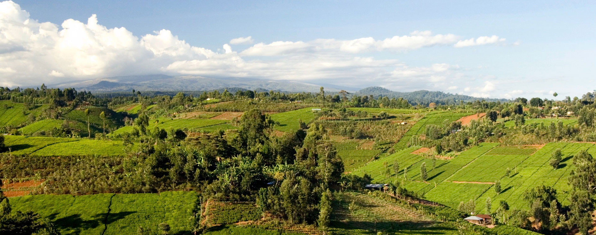 Limuru Tea Plantations 