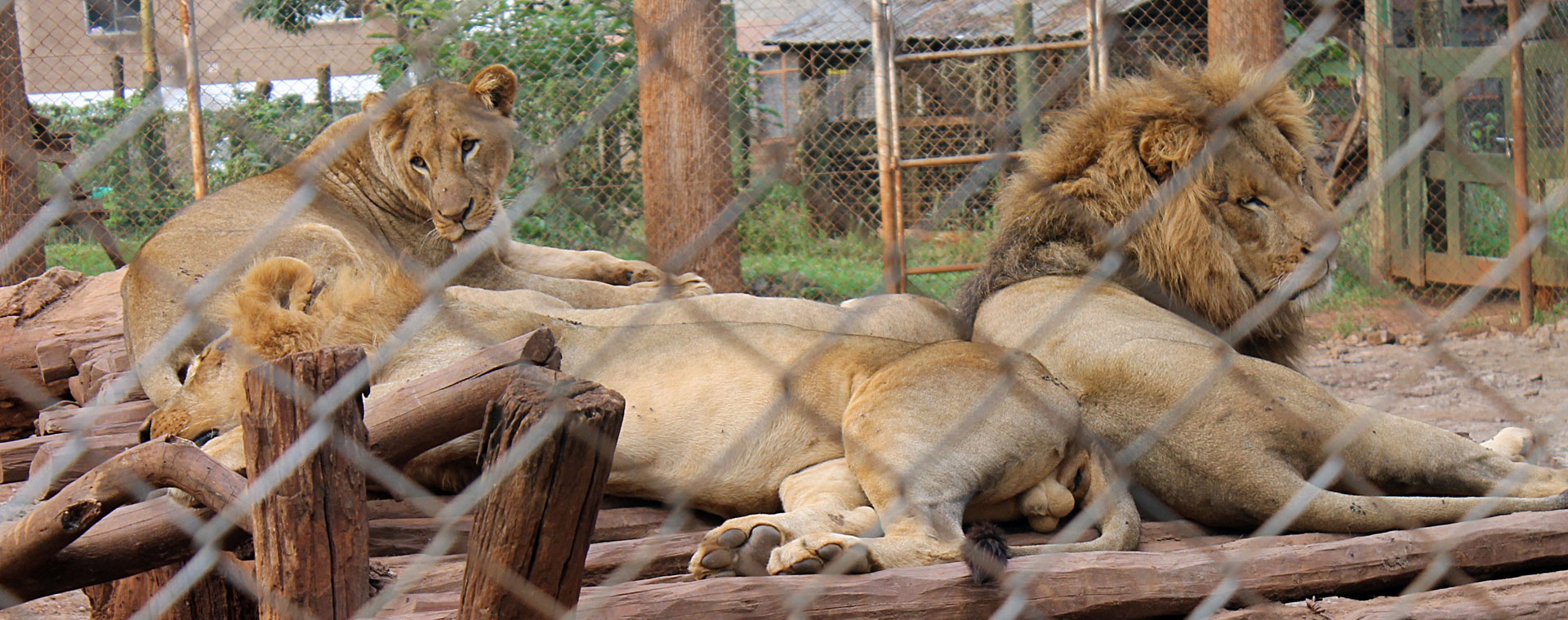Nairobi Animal Orphanage 
