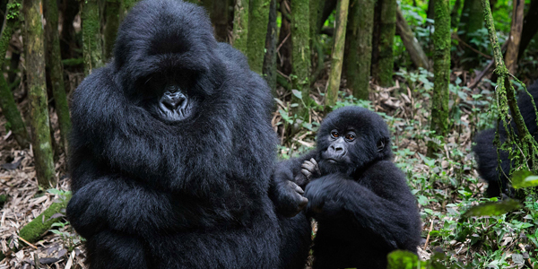 Uganda Safaris