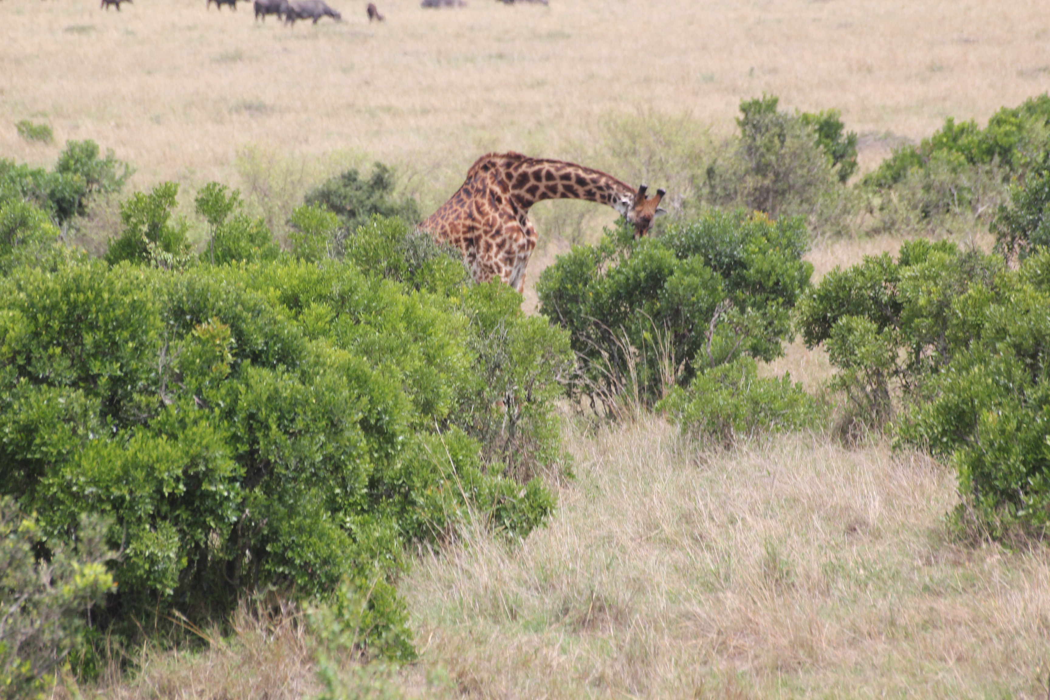 4 Days Kicheche Mara Safari