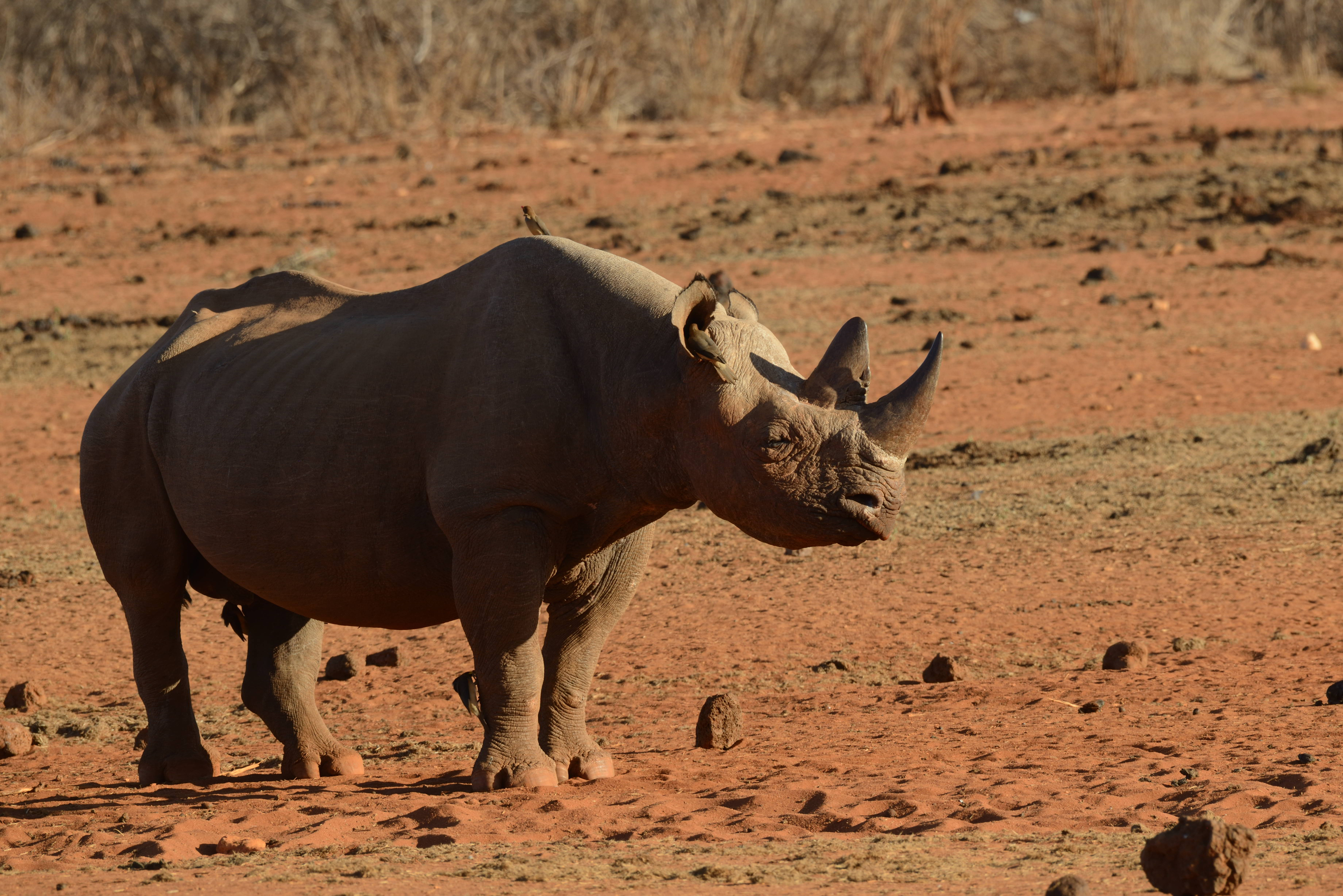 7 Days Kenya Big Five Safari