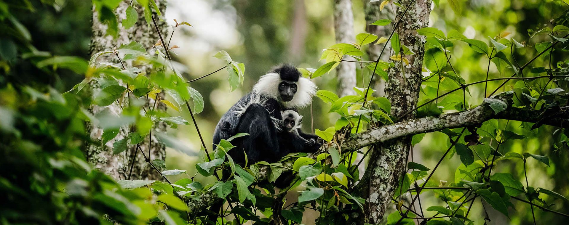 Nyungwe National Park image 3