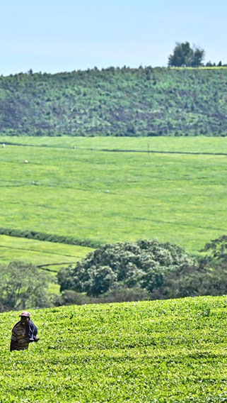Western Highlands Kenya image 2