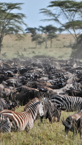 Serengeti National Park image 3