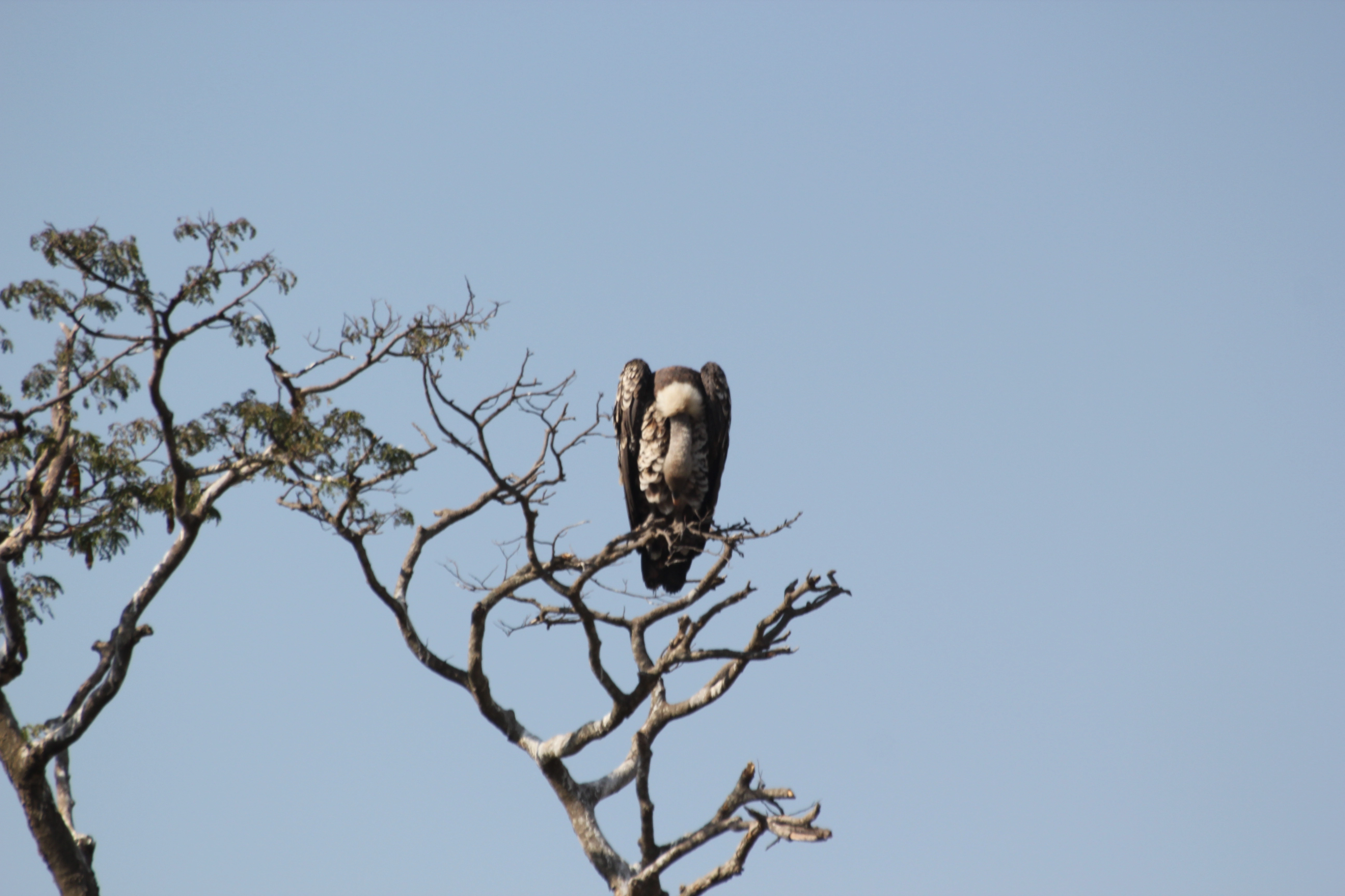 Zambia And Botswana Safari