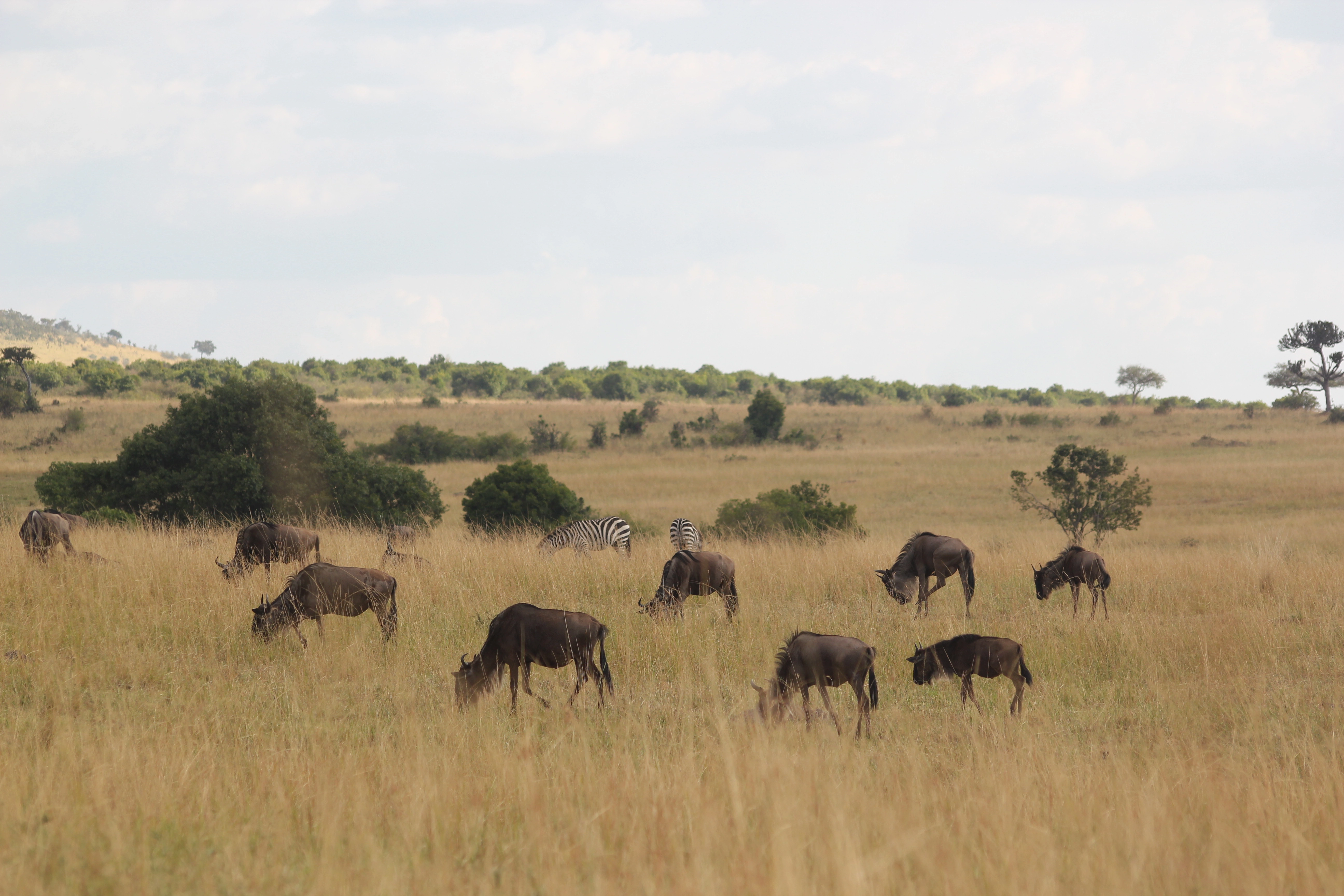 Zambia And Botswana Safari