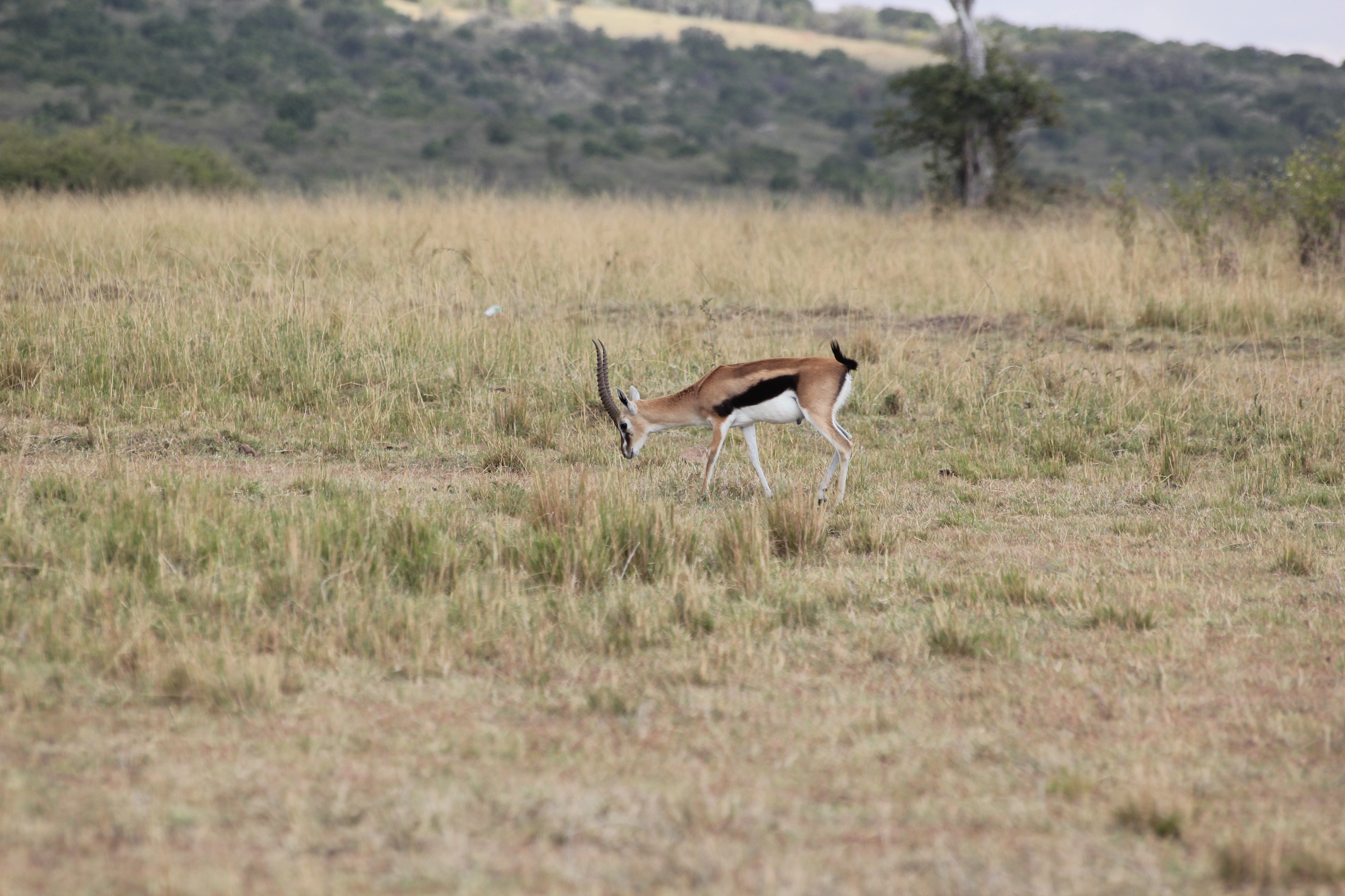 Zambia And Botswana Safari