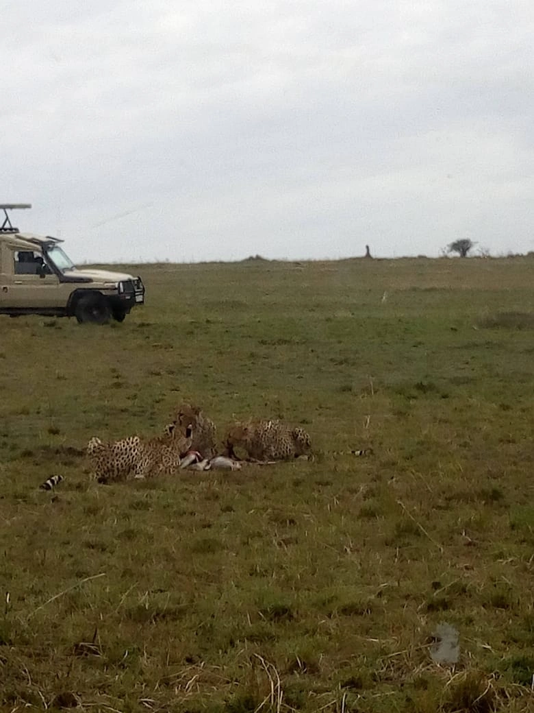 Unforgettable 3 Days Masai Mara Budget Camping Safari