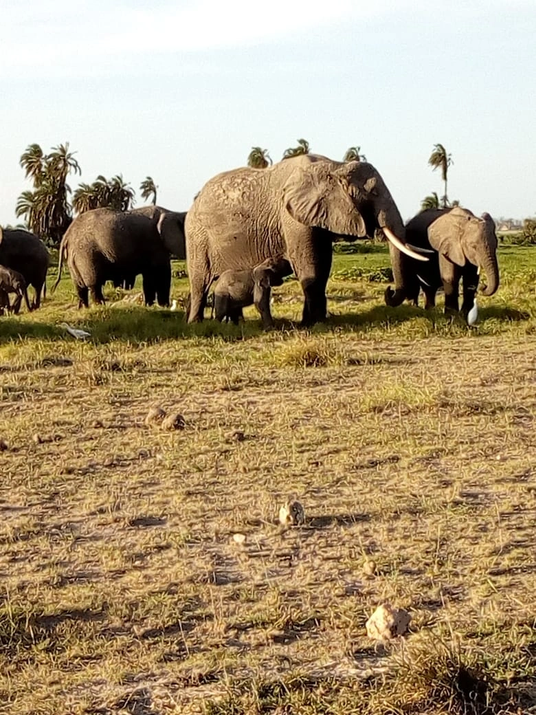 Unforgettable 3 Days Masai Mara Budget Camping Safari