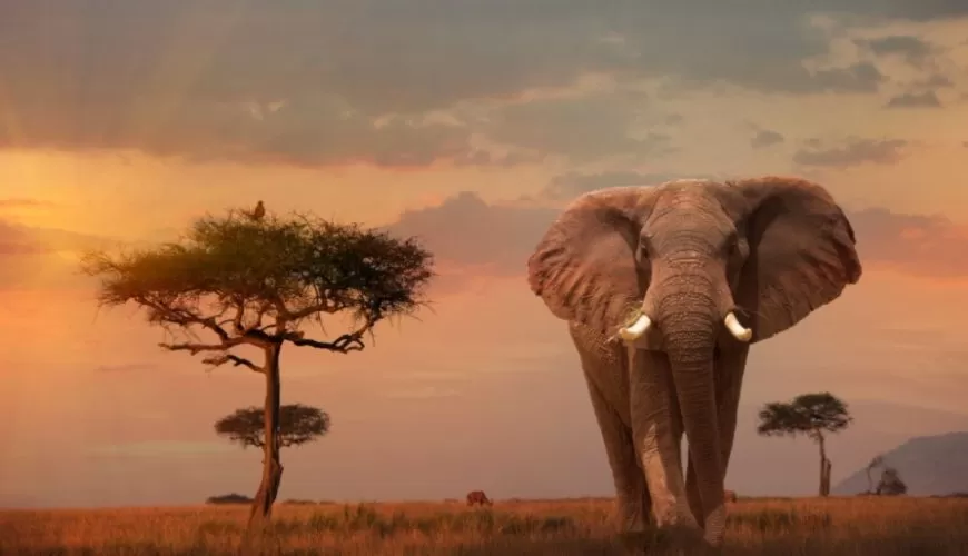 Encounters with Wildlife: A Close-Up Look at Kenya's Safari Marvels