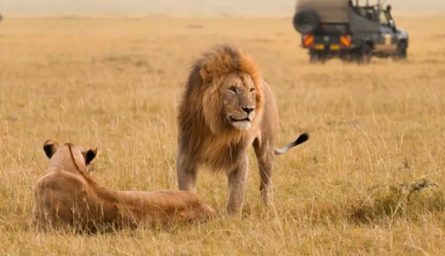 Which Country Offers the Best Safari Experience: Kenya Vs. Tanzania?
