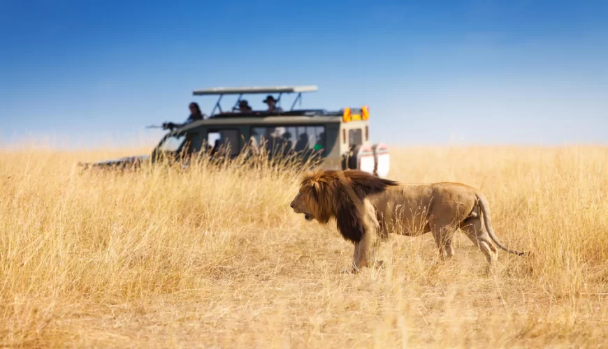 An Expert Guide To Planning a Kenya Budget Safari