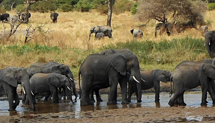 Tarangire National Park
