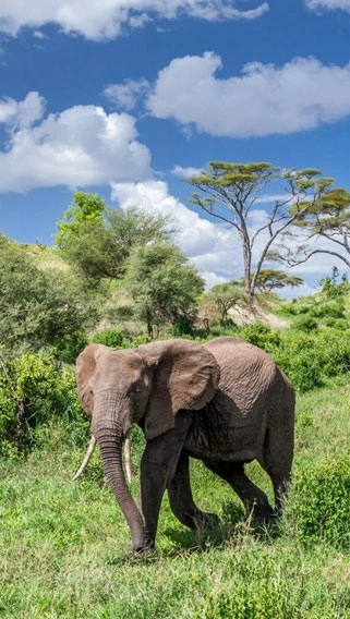 Tarangire National Park image 2