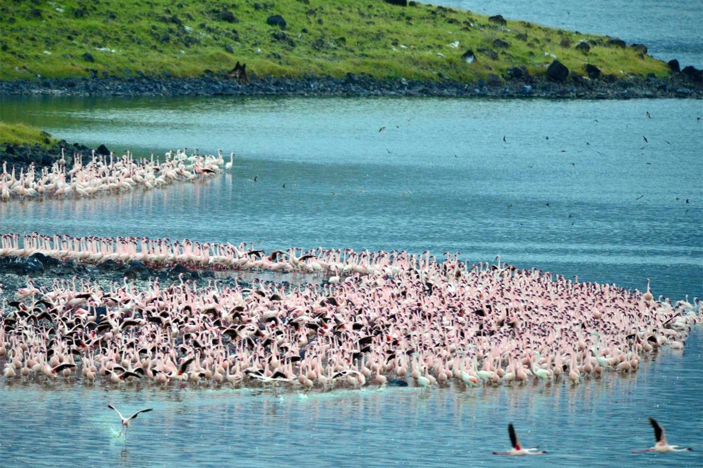 Parco nazionale del lago Manyara image 4