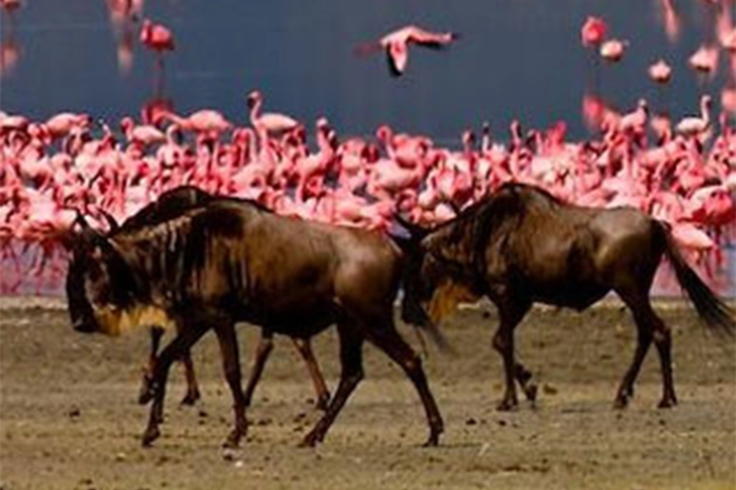 Parco nazionale del lago Manyara image 2