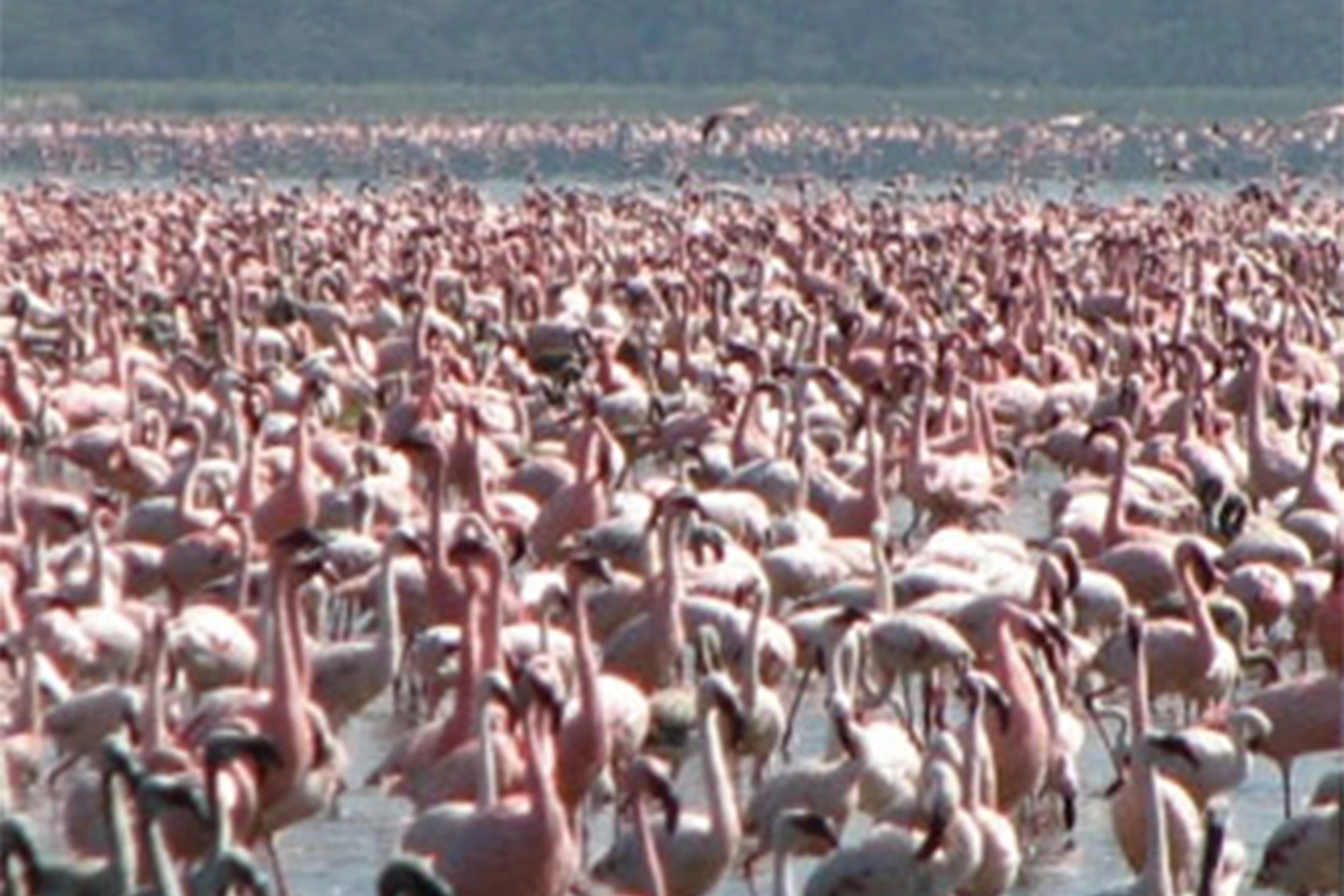 Parco nazionale del lago Manyara image 3