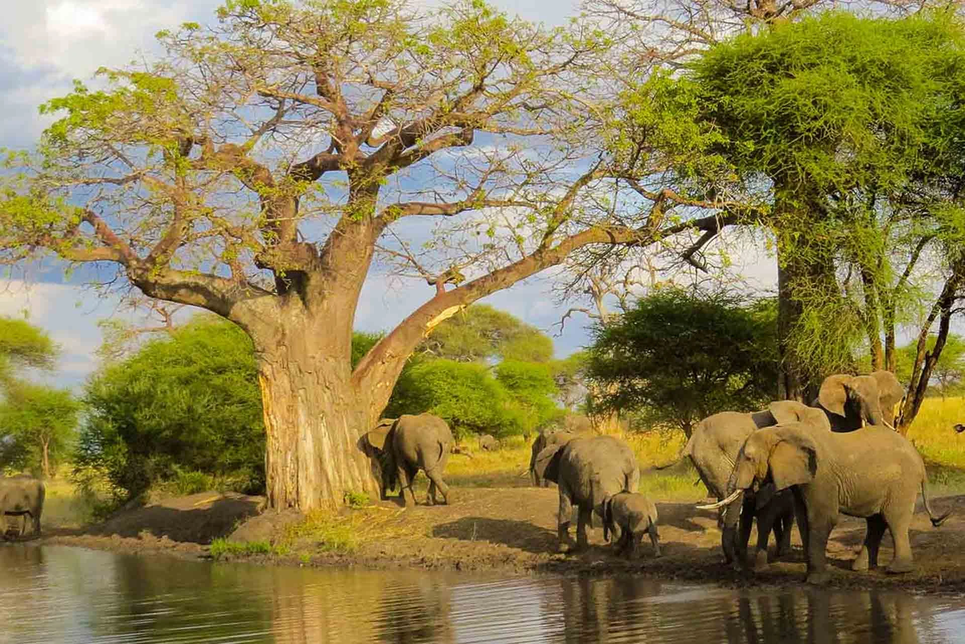 Arusha National Park image 6