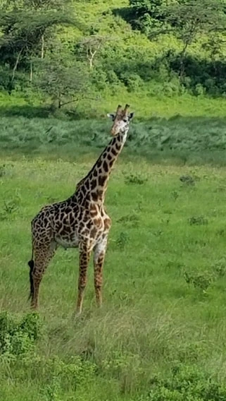 Arusha National Park image 2