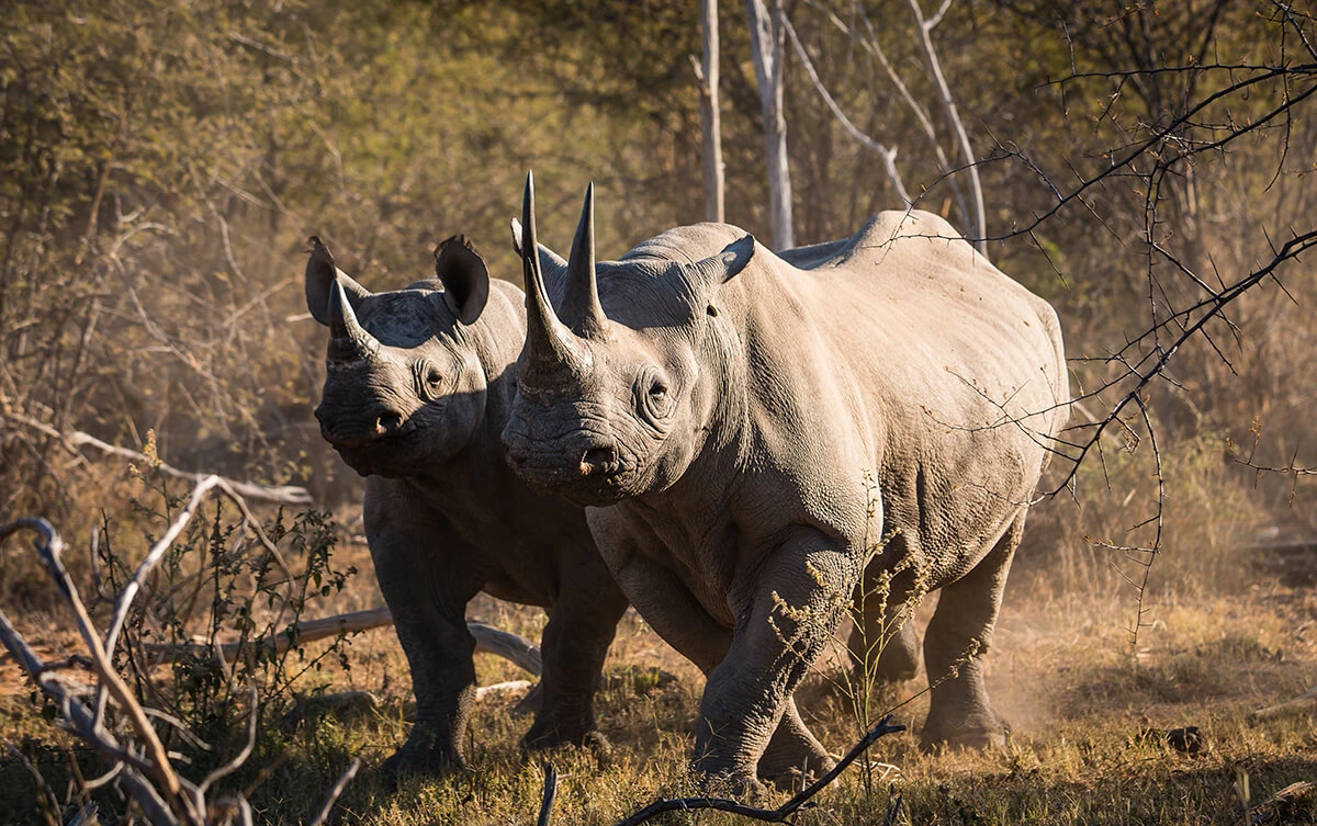 Arusha National Park image 4
