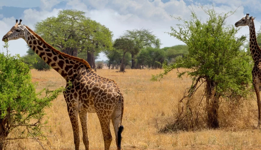 Arusha National Park