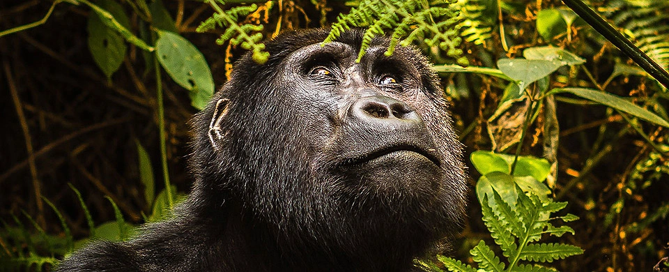 Gorilla Tracking