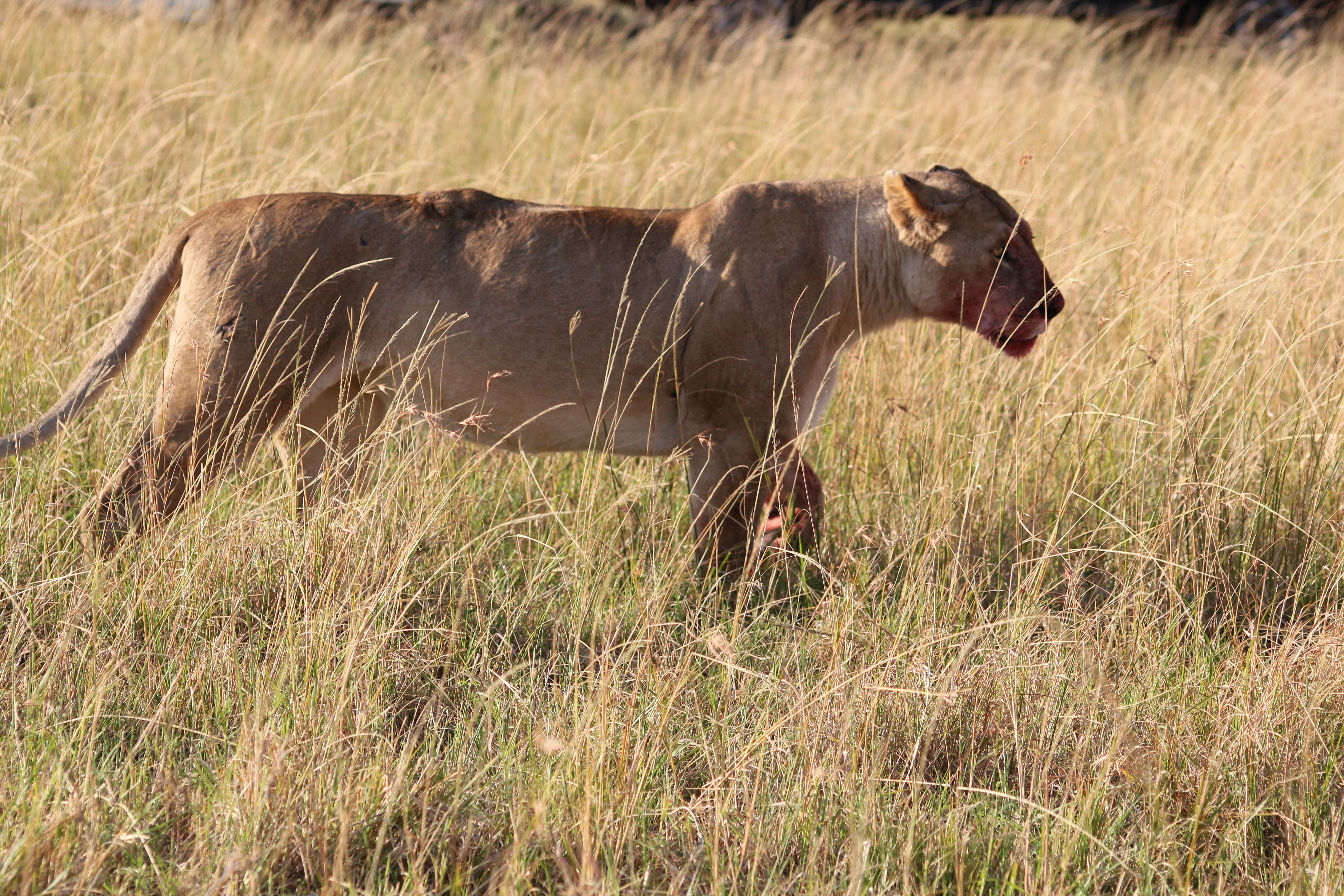 8 Days Zambia Botswana Safari