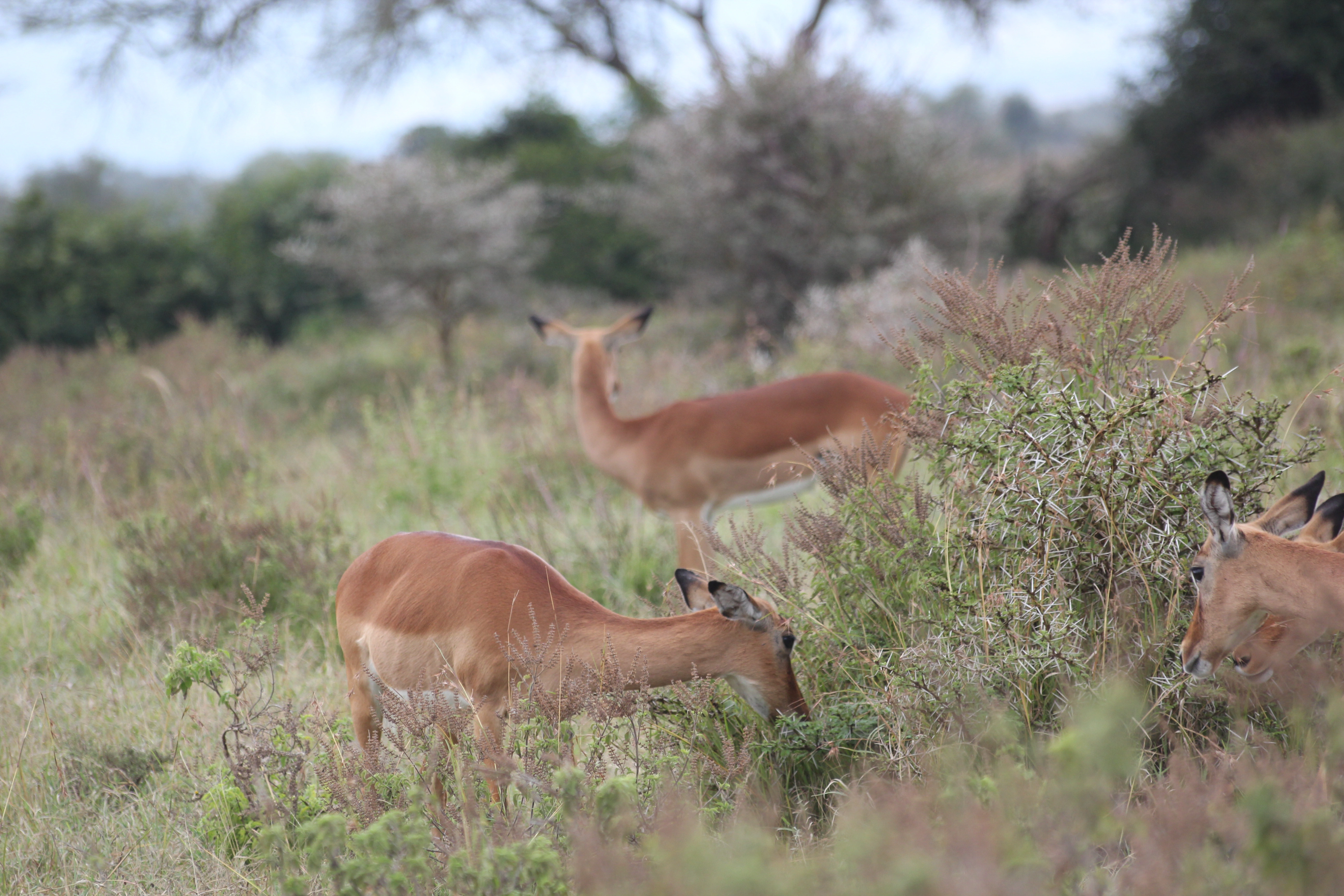 8 Days Zambia Botswana Safari