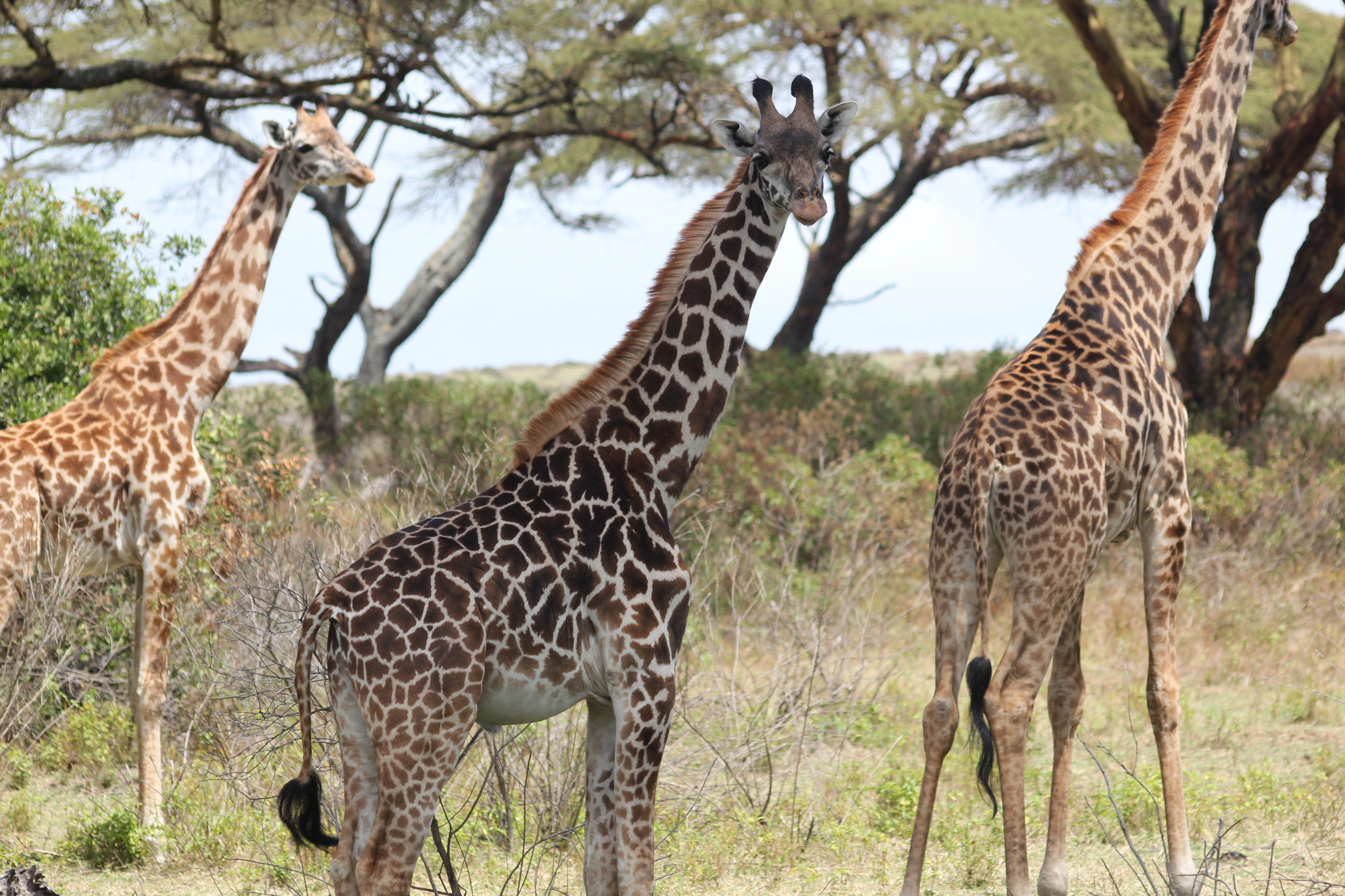 8 Days Zambia Botswana Safari