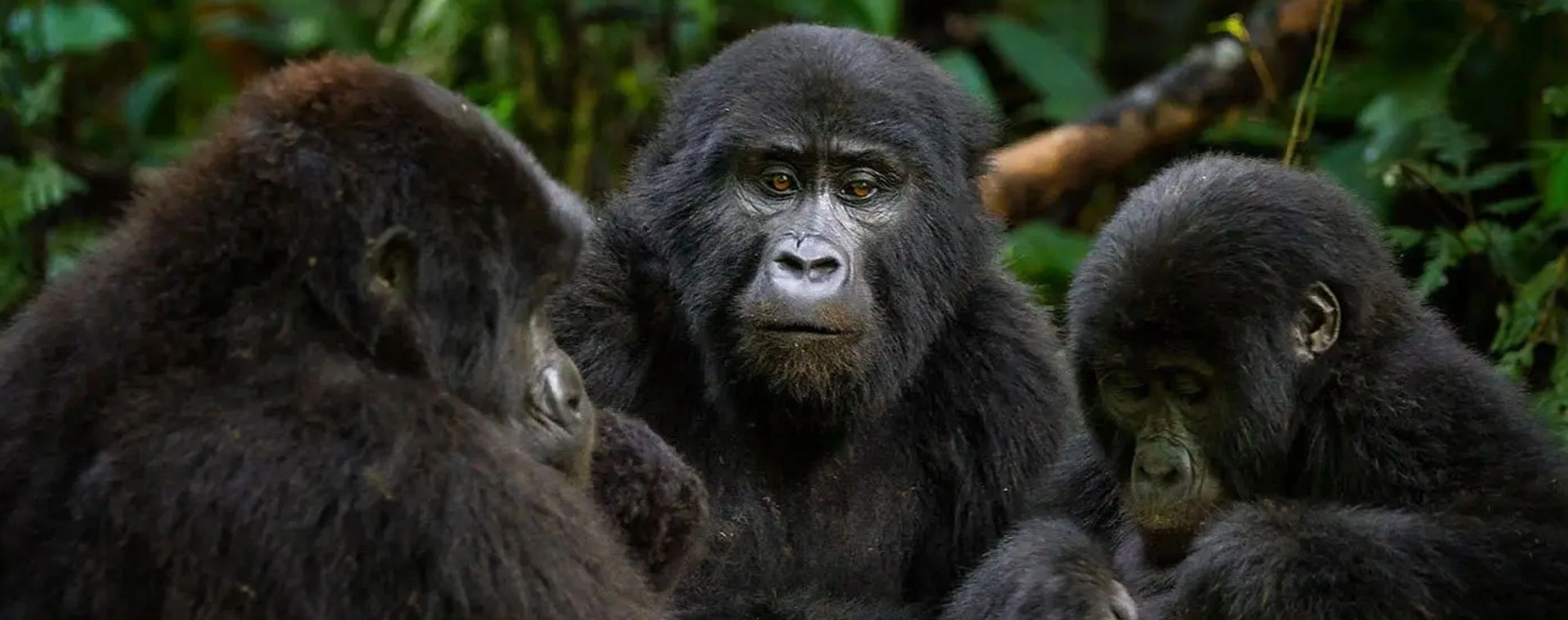 4 Days Bwindi Buhoma Gorilla Trek Via Kigali